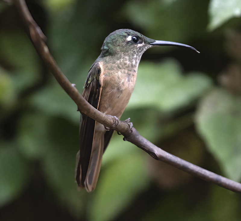 Fawn-breasted_Brilliant_18_Ecuador_088