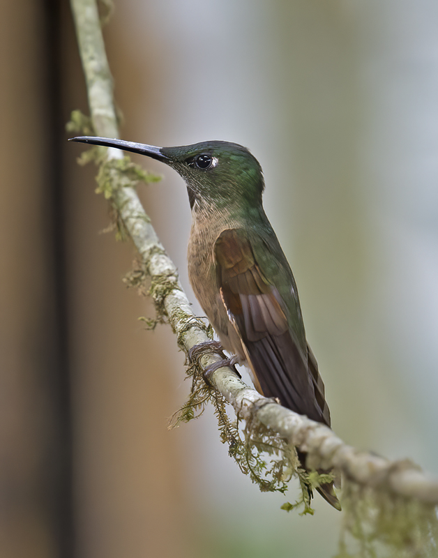 Fawn-breasted_Brilliant_18_Ecuador_153