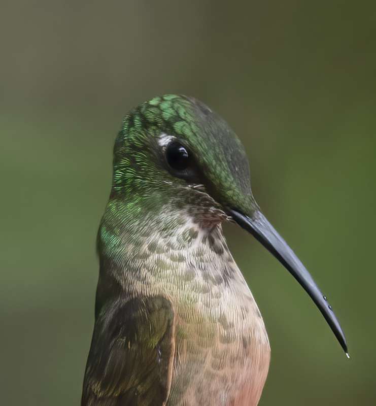 Fawn-breasted_Brilliant_18_Ecuador_175