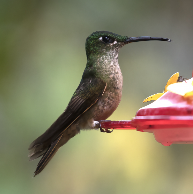 Fawn-breasted_Brilliant_18_Ecuador_184