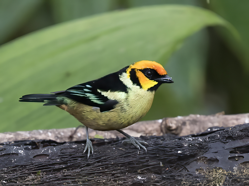 Flame-faced_Tanager_18_Ecuador_002