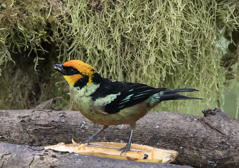 Flame-faced_Tanager_18_Ecuador_004