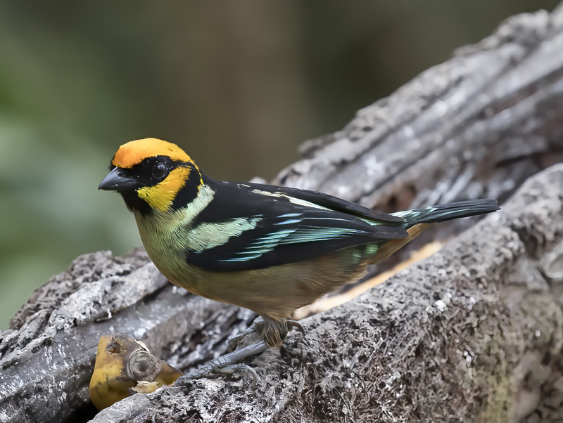 Flame-faced_Tanager_18_Ecuador_009