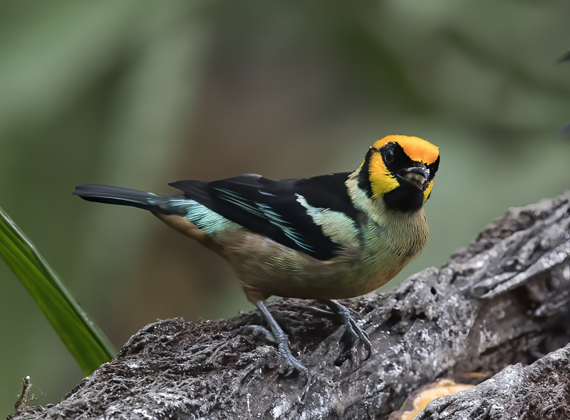 Flame-faced_Tanager_18_Ecuador_013