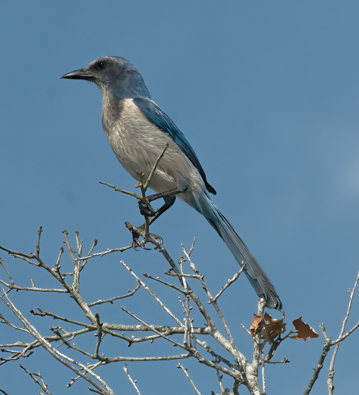 Florida_Scrub_Jay_09_FL_187