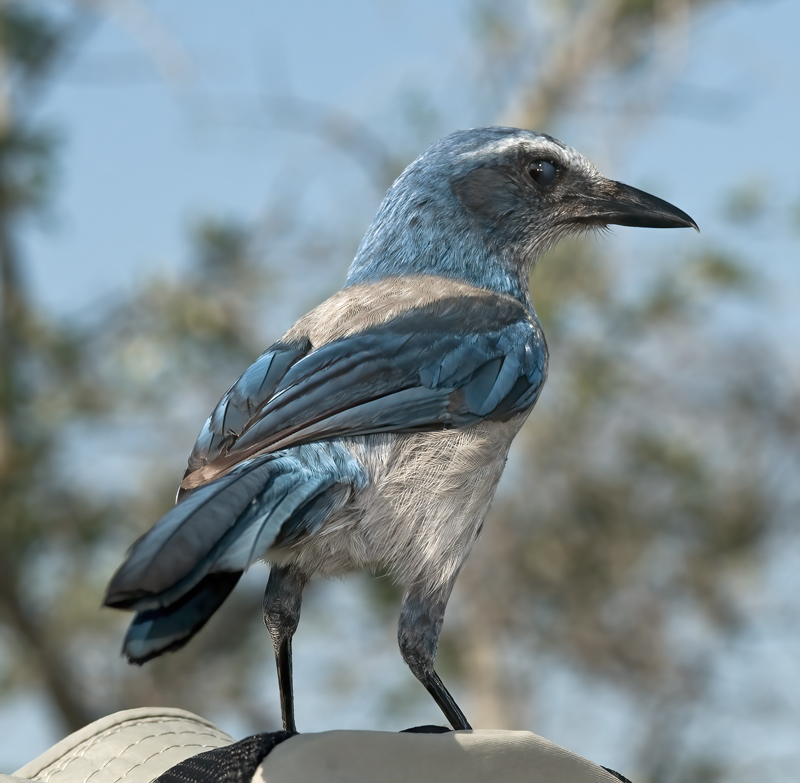 Florida_Scrub_Jay_09_FL_211