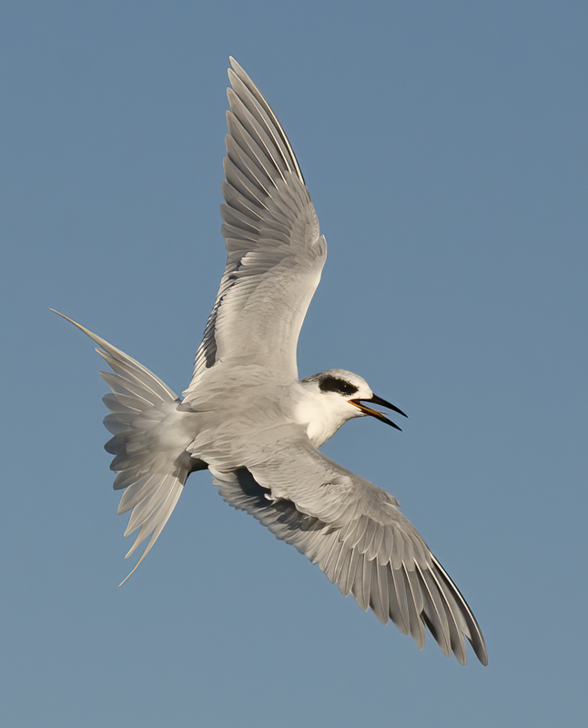 Forsters_Tern_10_FL_010