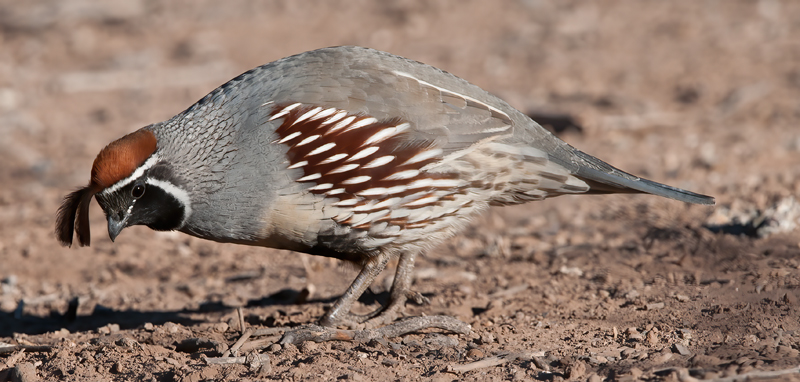 Gambels_Quail_10_CA_040