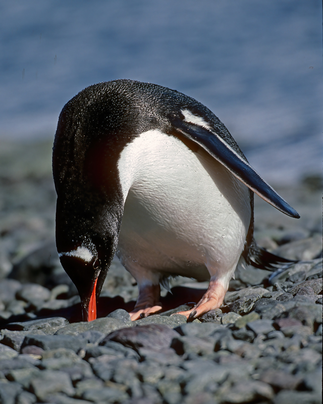 Gentoo_Penquin_98_Antarctica_027
