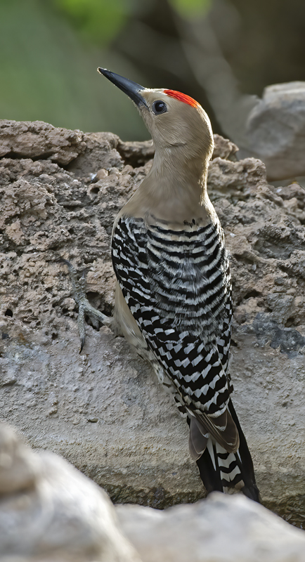 Gila_Woodpecker_15_AZ_005