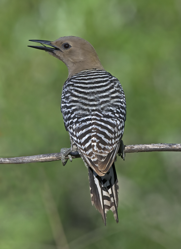 Gila_Woodpecker_15_AZ_028