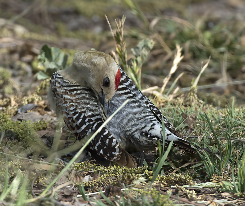 Gila_Woodpecker_15_AZ_031