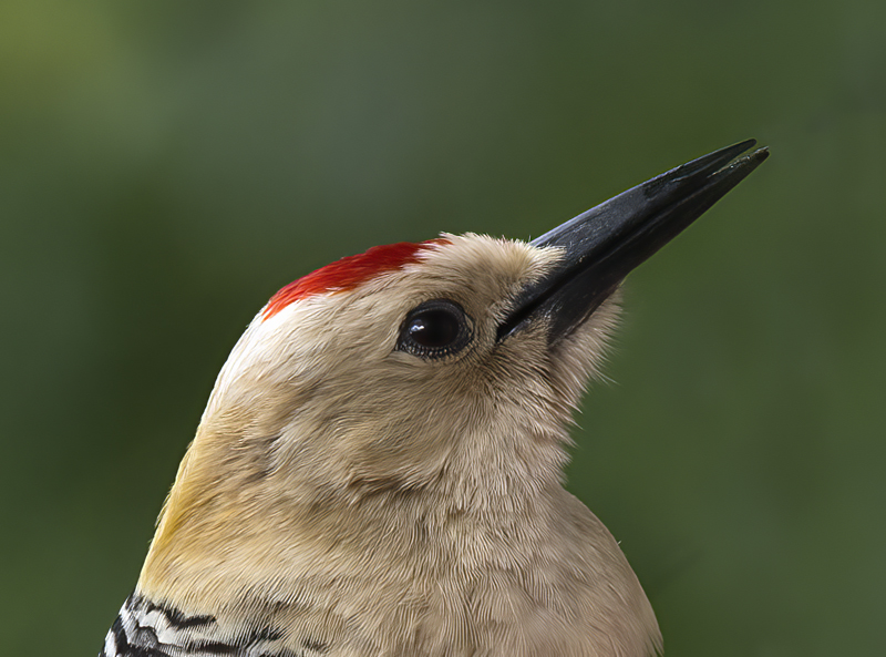 Gila_Woodpecker_15_AZ_049