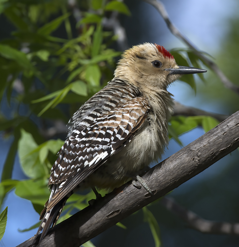 Gila_Woodpecker_15_AZ_053