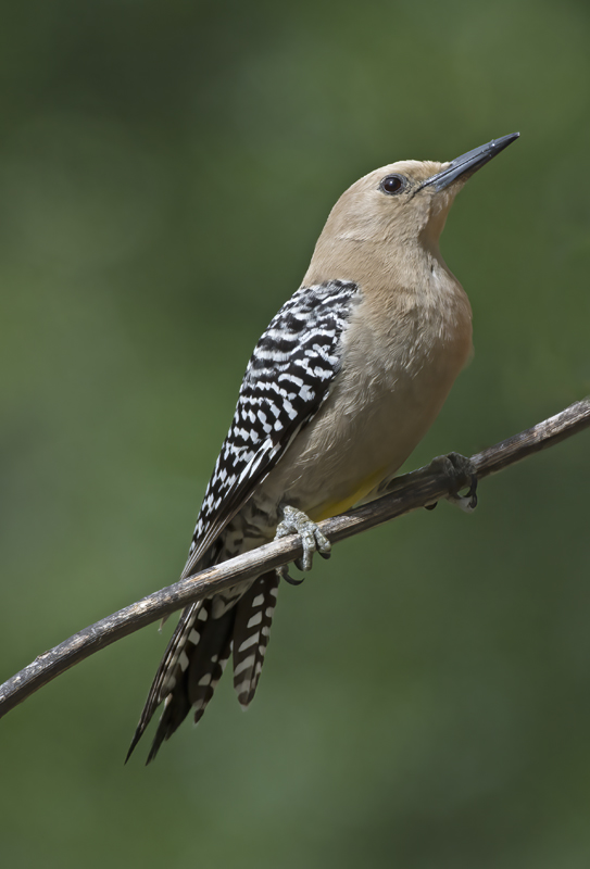 Gila_Woodpecker_15_AZ_056