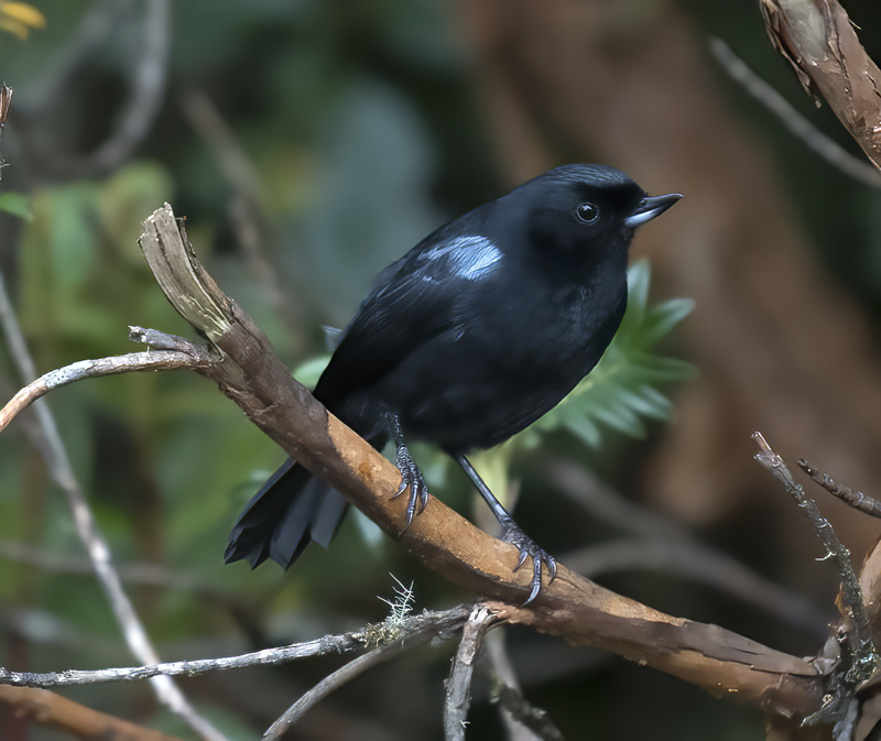 Glossy_Flowerpiercer_18_Ecuador_009