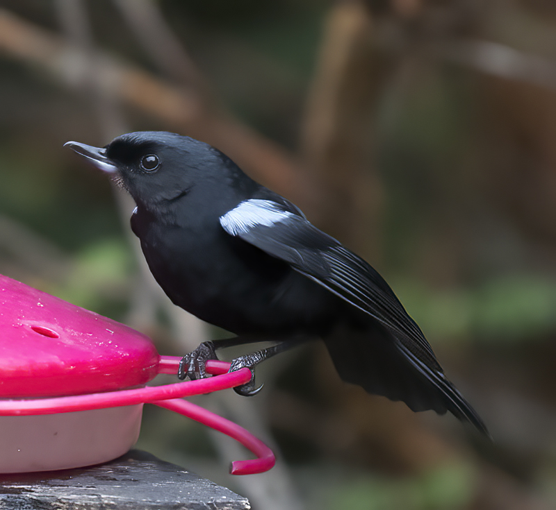 Glossy_Flowerpiercer_18_Ecuador_011