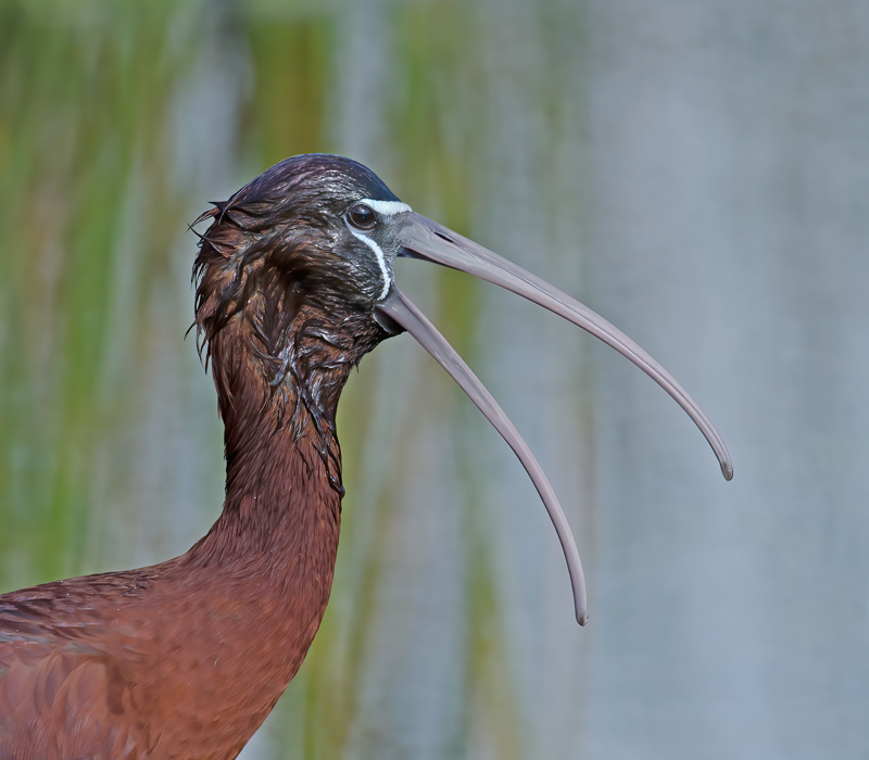 Glossy_Ibis_11_FL_003