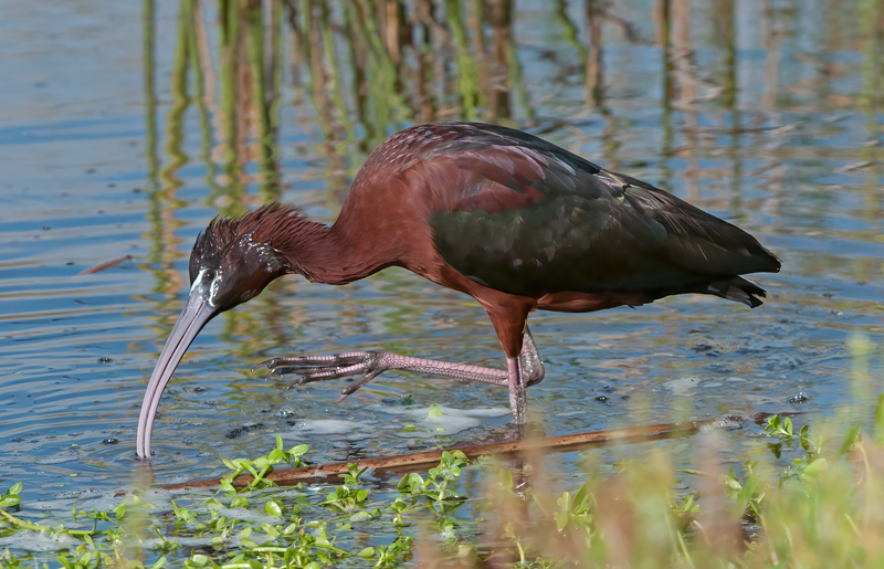 Glossy_Ibis_11_FL_015