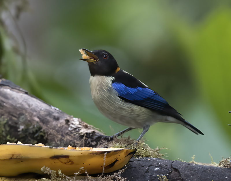 Golden-collared_Honeycreeper_18_Ecuador_006