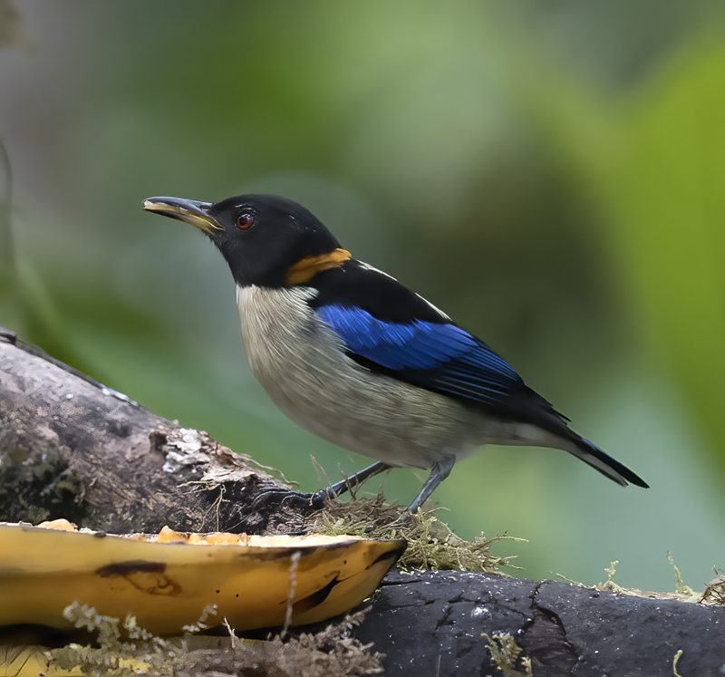 Golden-collared_Honeycreeper_18_Ecuador_007