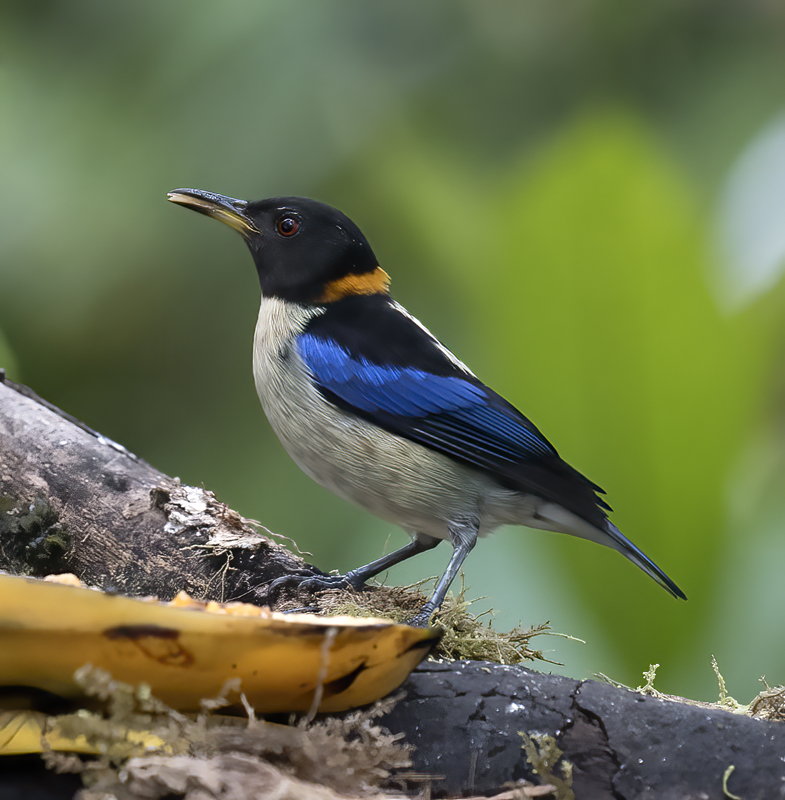 Golden-collared_Honeycreeper_18_Ecuador_011
