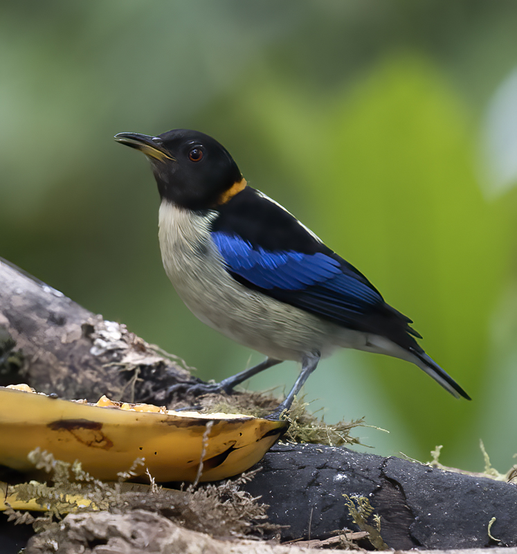 Golden-collared_Honeycreeper_18_Ecuador_012