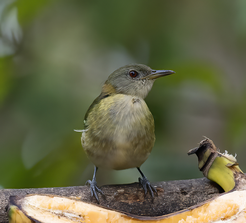 Golden-collared_Honeycreeper_18_Ecuador_023