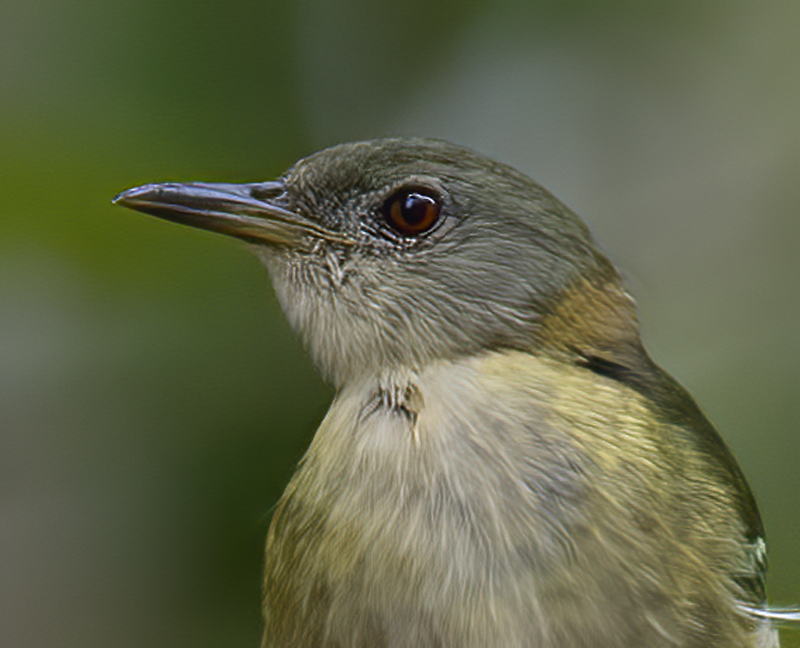 Golden-collared_Honeycreeper_18_Ecuador_023a
