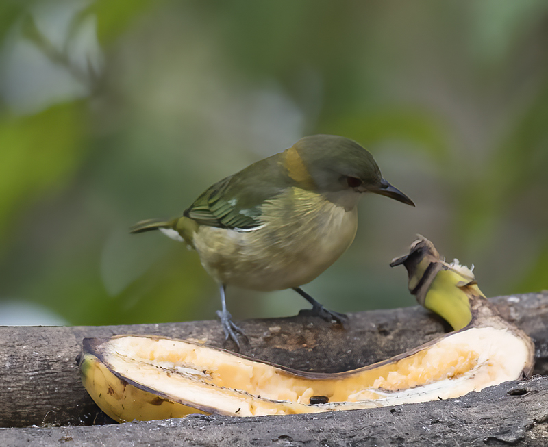 Golden-collared_Honeycreeper_18_Ecuador_024