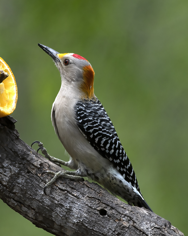 Golden-fronted_Woodpecker_19_TX_016