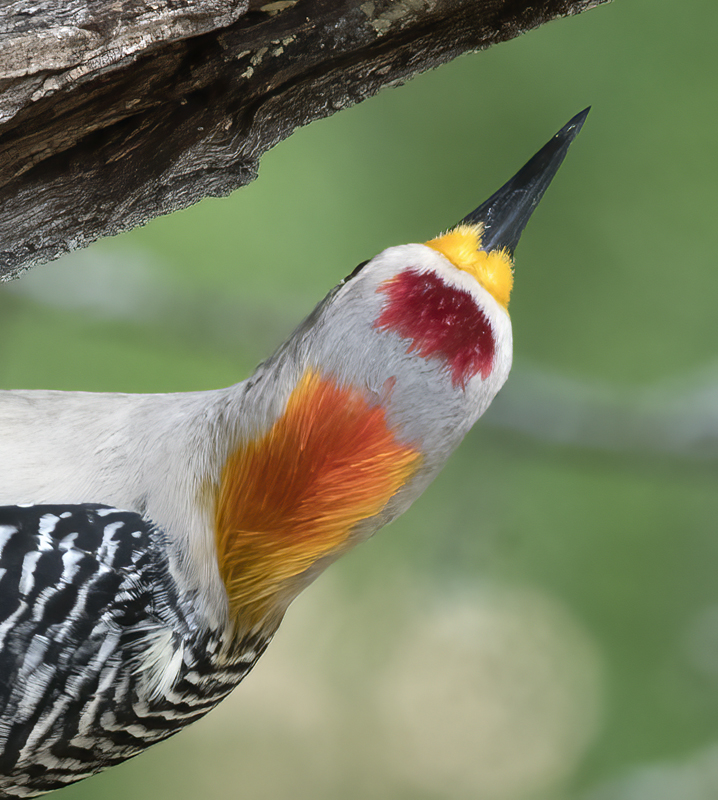 Golden-fronted_Woodpecker_TX_18_004