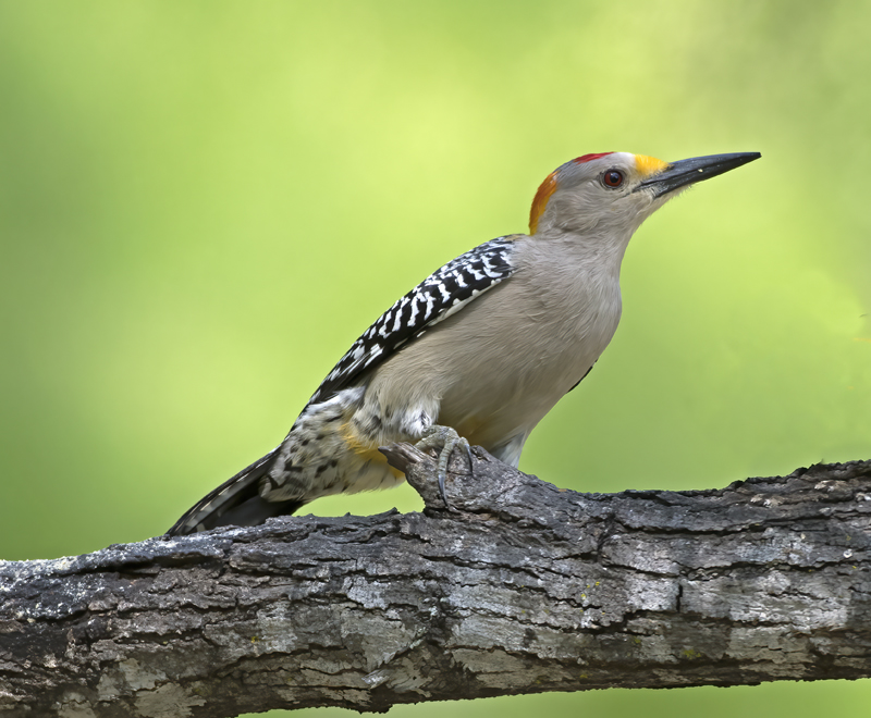 Golden-fronted_Woodpecker_TX_18_048