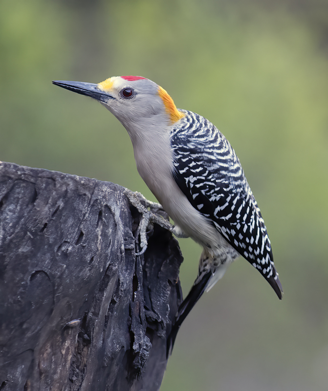 Golden-fronted_Woodpecker_TX_18_110