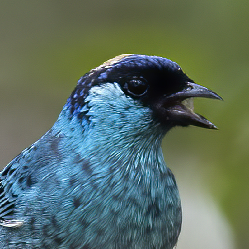 Golden-naped_Tanager_18_Ecuador_015