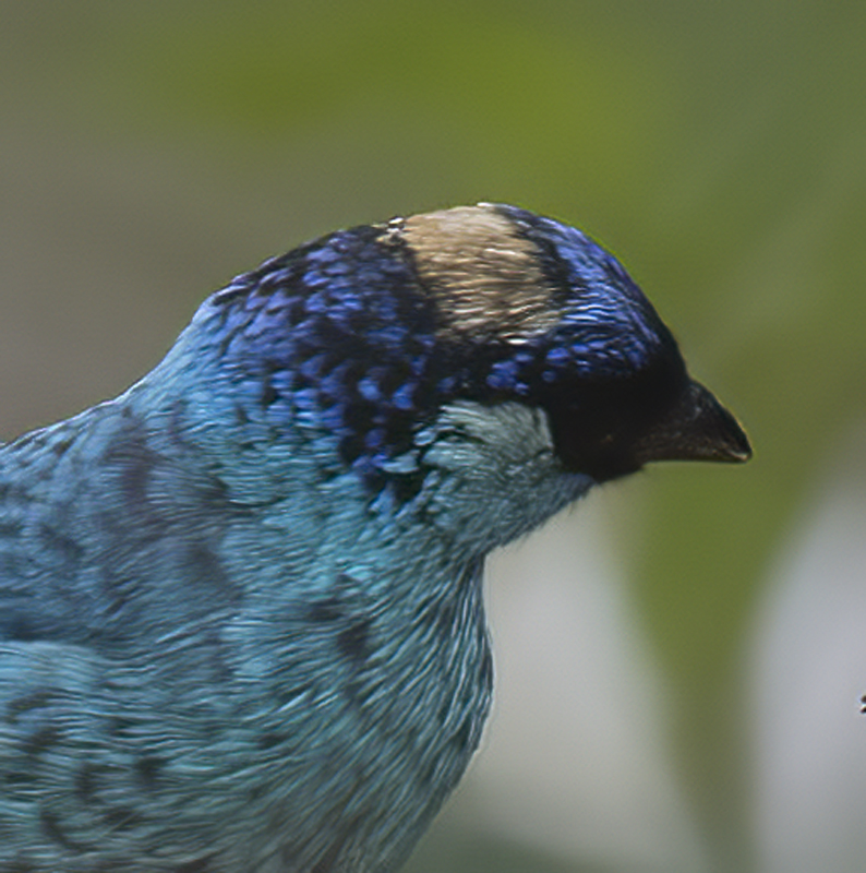 Golden-naped_Tanager_18_Ecuador_016