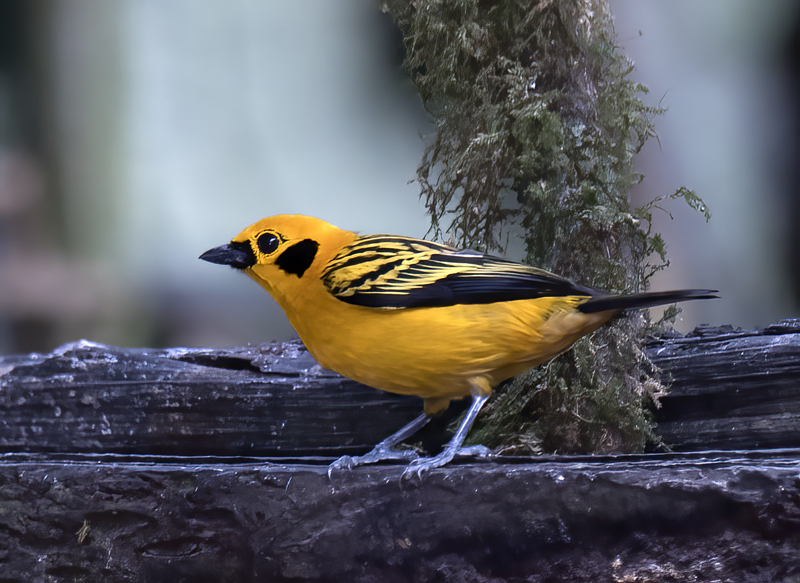 Golden_Tanager_18_Ecuador_002