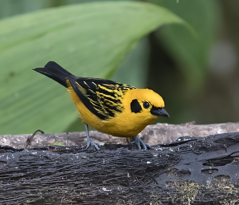 Golden_Tanager_18_Ecuador_008