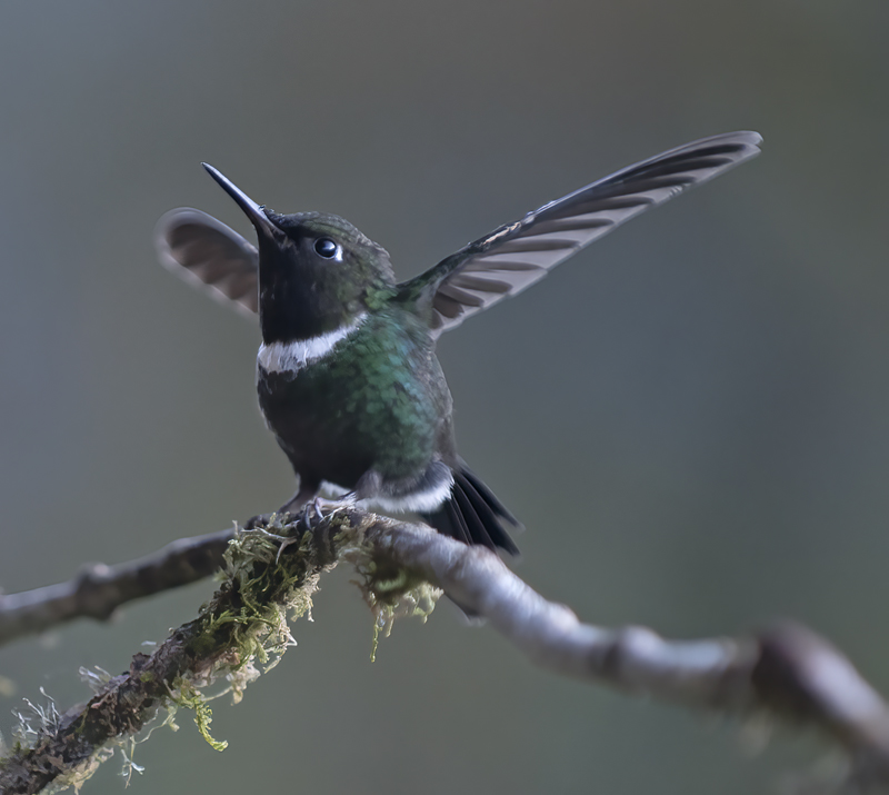 Gorgeted_Sunangel_18_Ecuador_008