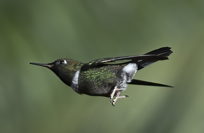 Gorgeted_Sunangel_18_Ecuador_016