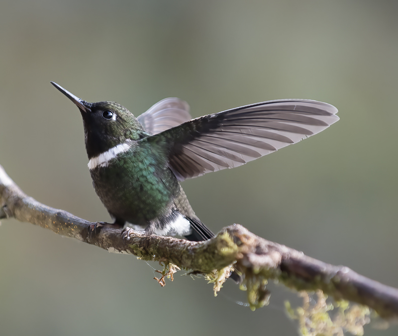 Gorgeted_Sunangel_18_Ecuador_027