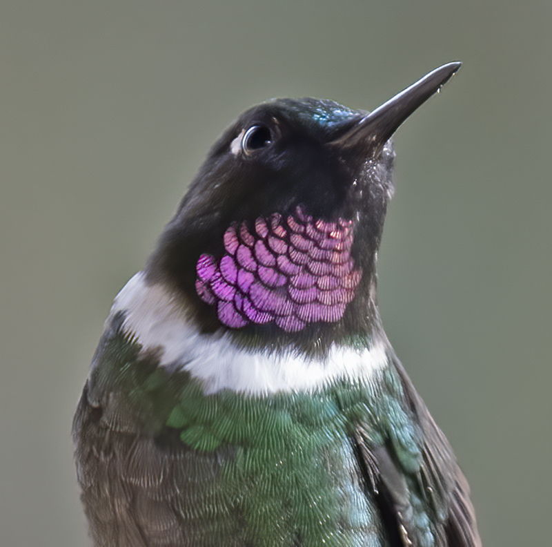 Gorgeted_Sunangel_18_Ecuador_029