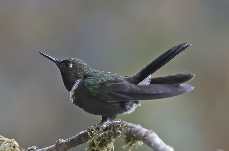 Gorgeted_Sunangel_18_Ecuador_036