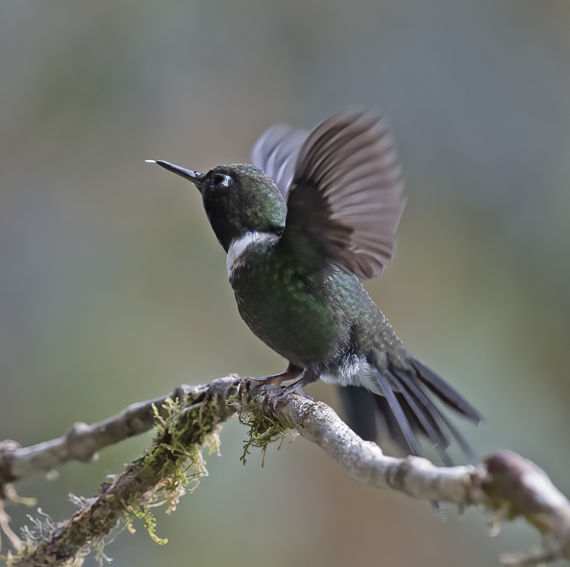 Gorgeted_Sunangel_18_Ecuador_037