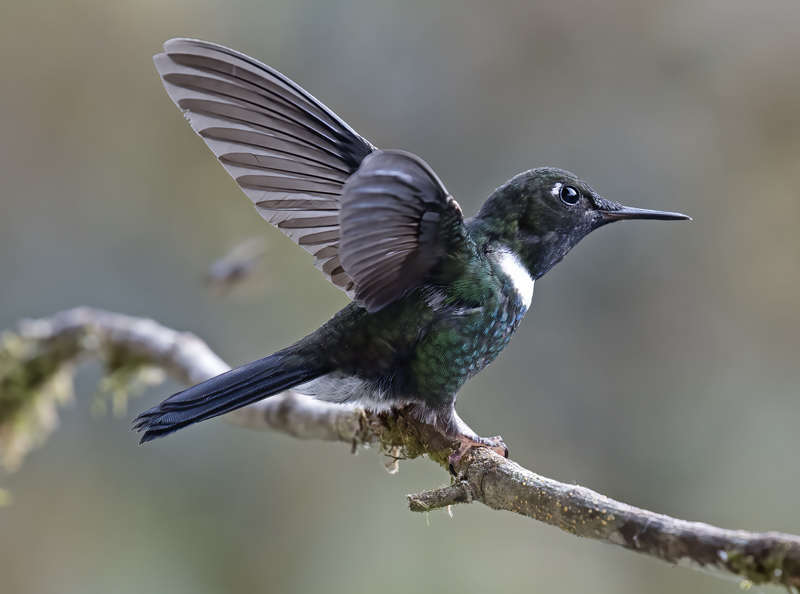 Gorgeted_Sunangel_18_Ecuador_041
