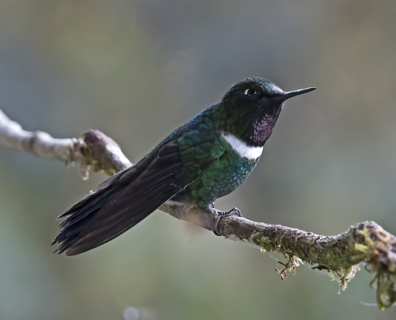 Gorgeted_Sunangel_18_Ecuador_046