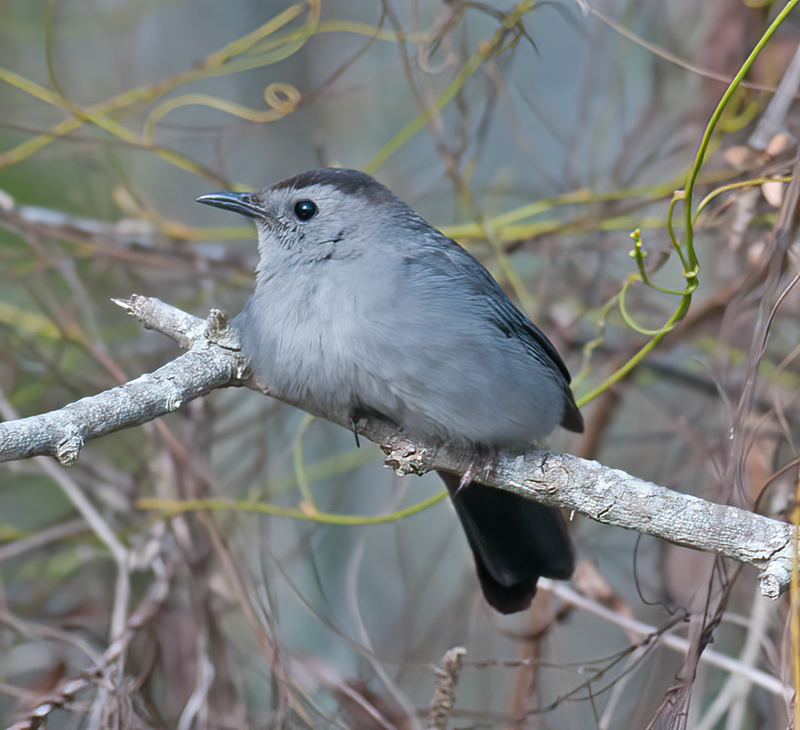Gray_Catbird_10_FL_001