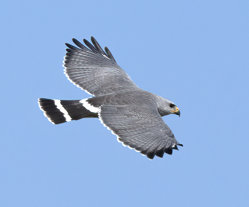 Gray_Hawk_24_TX_C_503