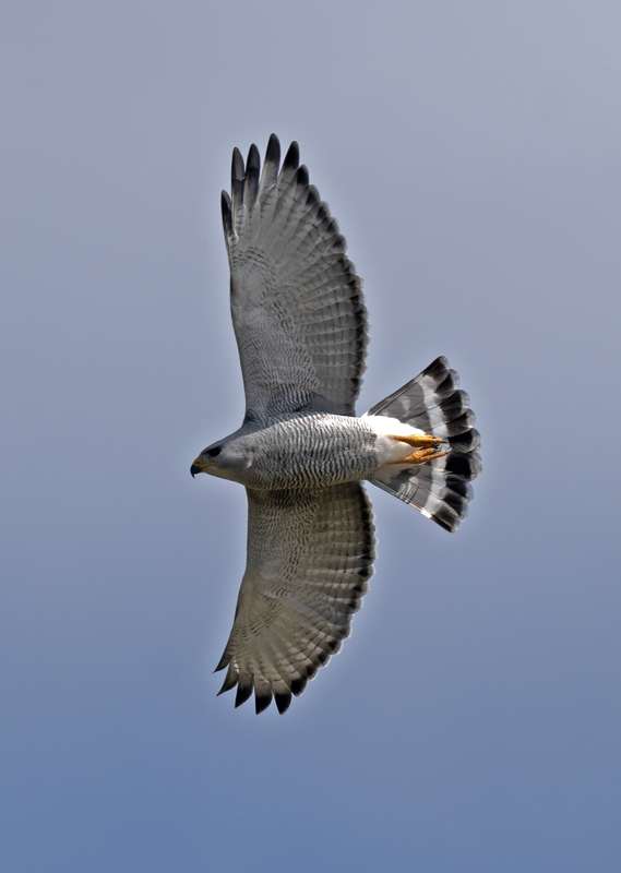 Gray_Hawk_24_TX_C_505