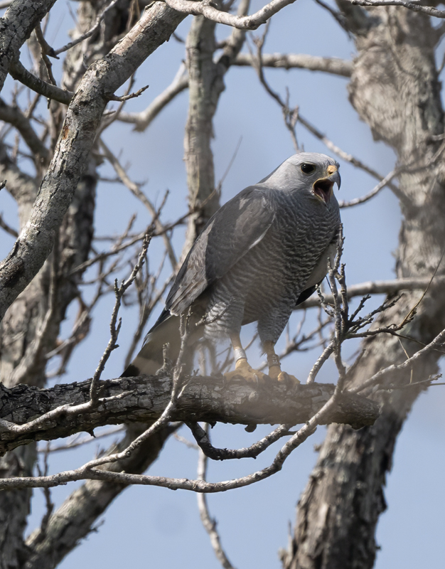 Gray_Hawk_24_TX_C_509